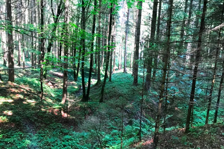 Spaziergang durch den Wald